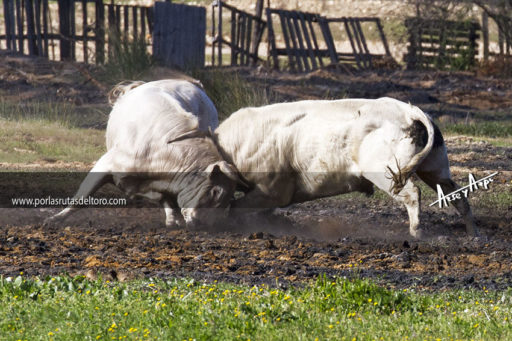 La lucha veragueña continúa en «La Ruiza»
