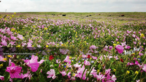 Los de La Palmosilla entre las flores