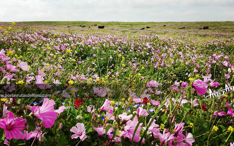 Los de La Palmosilla entre las flores