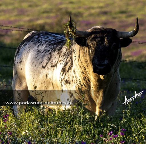 A.Purroy: ¿Por qué defendemos la tauromaquia?