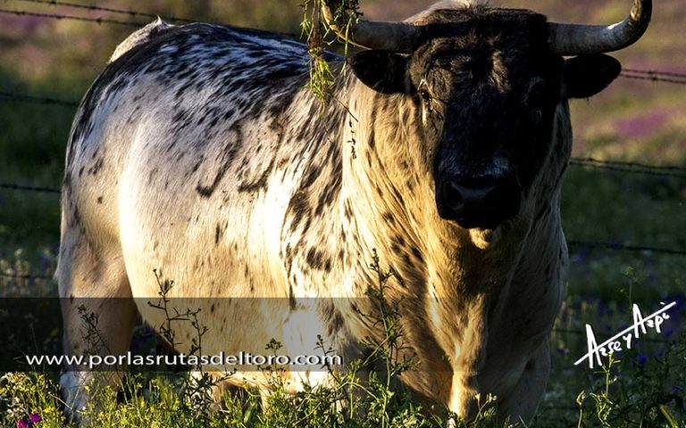 A.Purroy: ¿Por qué defendemos la tauromaquia?