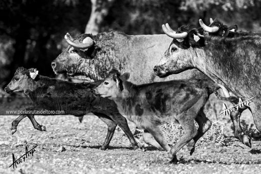 X Jornadas de Ganado de Lidia en Pamplona