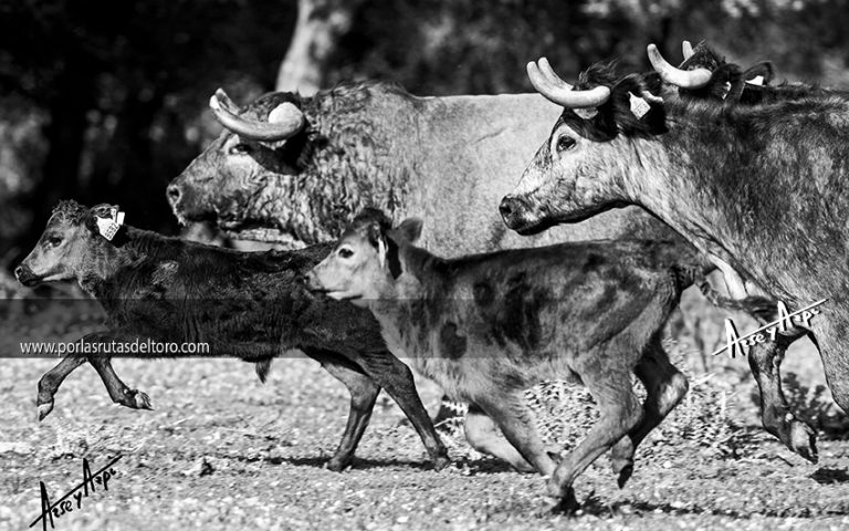 X Jornadas de Ganado de Lidia en Pamplona
