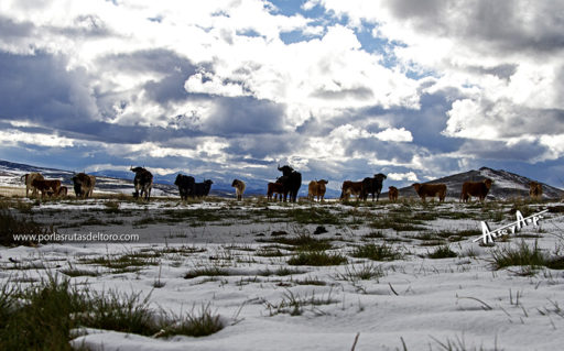 Los de Antonio San Román, en la nieve.