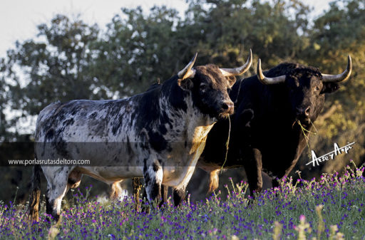 Decálogo en defensa del Toro de Lidia