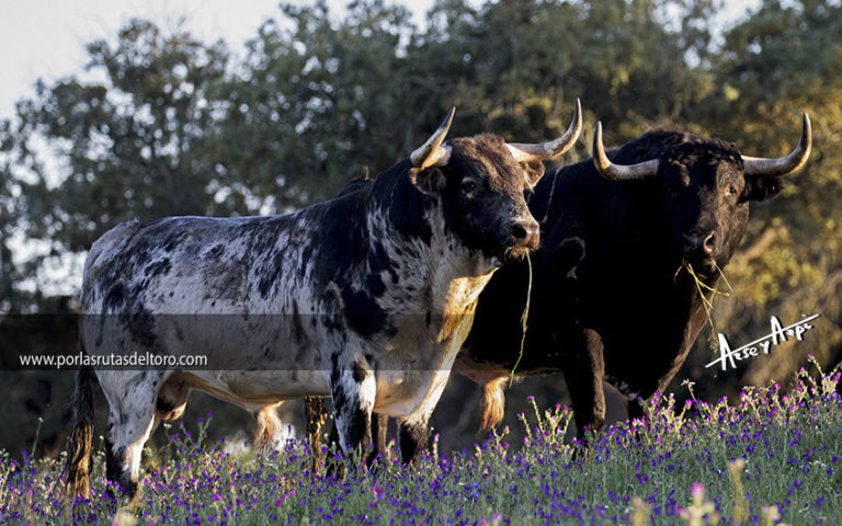 Decálogo en defensa del Toro de Lidia