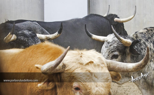 La FIESTA va a comenzar….