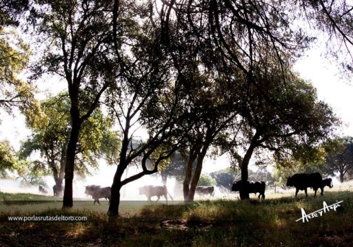 El Toro Bravo, la mejor estación meteorológica del campo