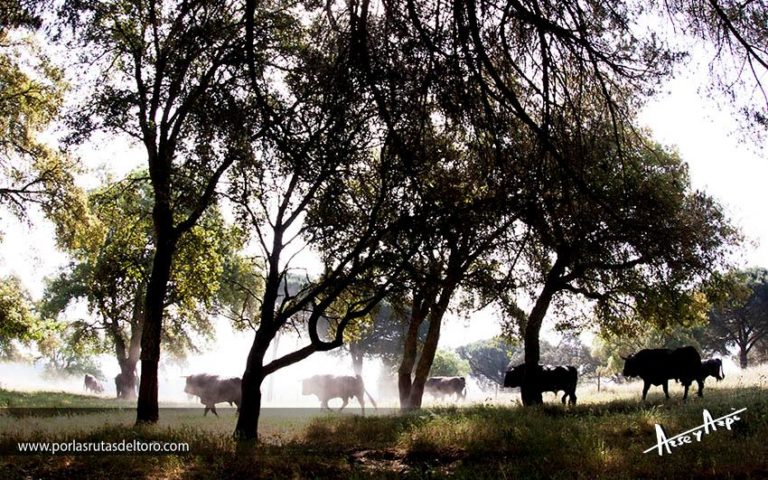 El Toro Bravo, la mejor estación meteorológica del campo