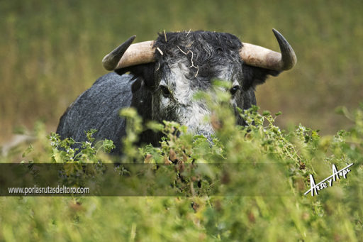 La reivindicación permanente de Santa Coloma