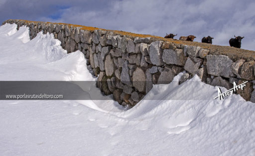 Infierno blanco en «El Alamillo»