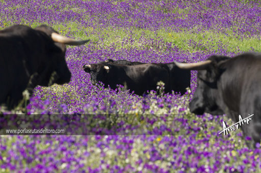 «Galeana» el paraíso del TORO y los chupamieles…..