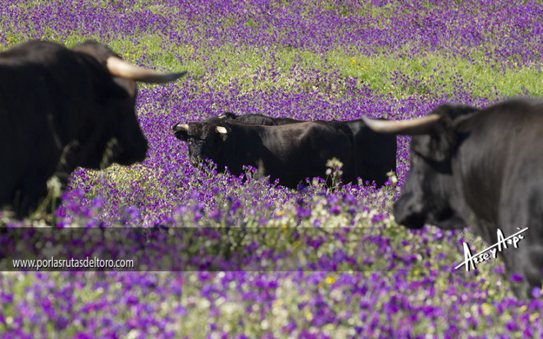 «Galeana» el paraíso del TORO y los chupamieles…..