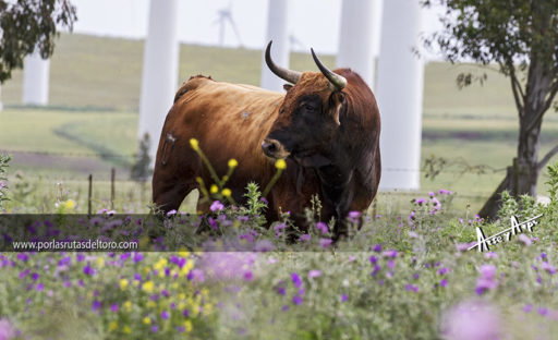 «España, Francia y tauromaquia»