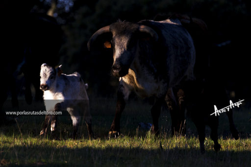 Antonio Román, vuelta a empezar