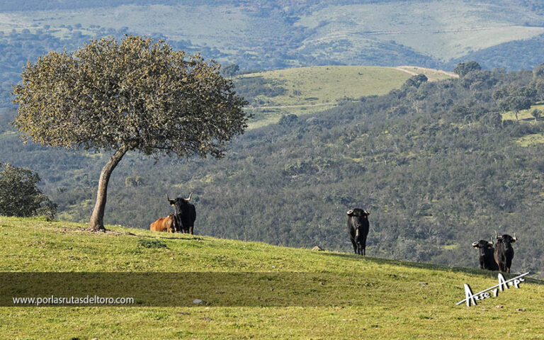 Los «Cunhal Patricio» de Antonio Román
