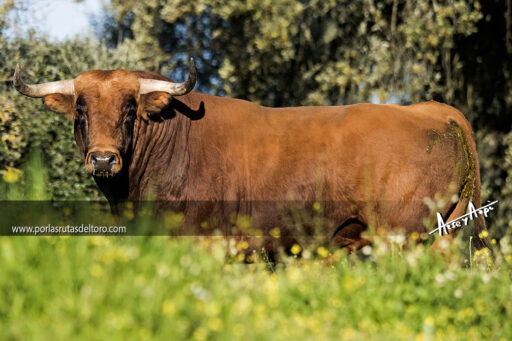 Seriedad en la camada de Falé Filipe
