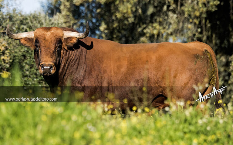 Seriedad en la camada de Falé Filipe