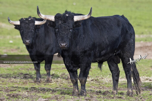 Miguel Zaballos, un reducto Saltillo en el Campo Charro