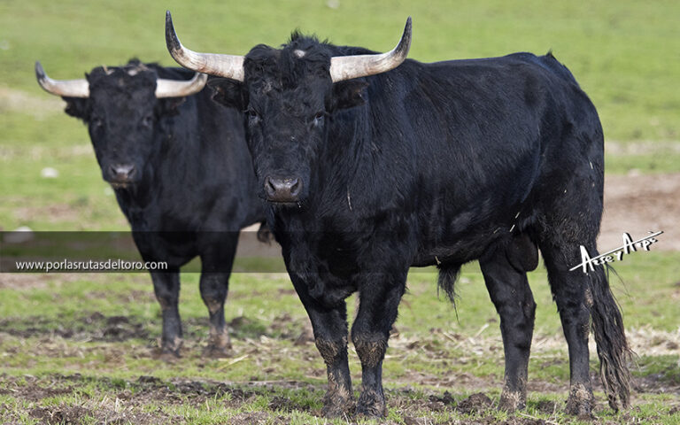 Miguel Zaballos, un reducto Saltillo en el Campo Charro