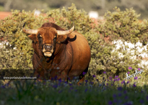 Atardecer en «Galeana»