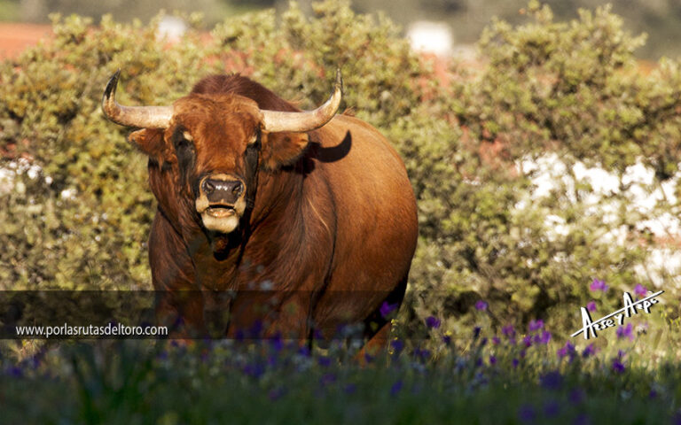 Atardecer en «Galeana»