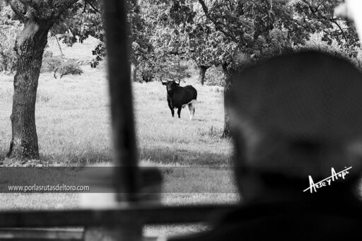 Paco Galache, la lucha berrenda continúa.
