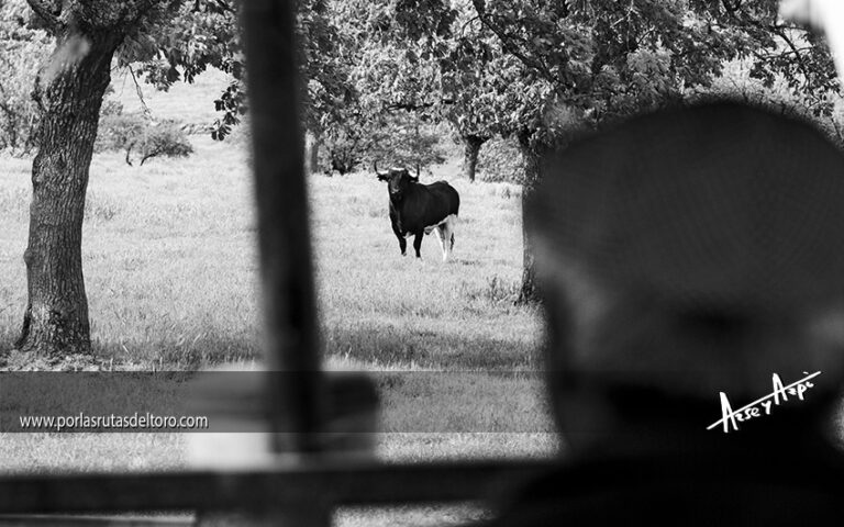 Paco Galache, la lucha berrenda continúa.